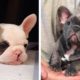 Adorable Bull Dogs that Will Make your Day Better 100% 🥰| Cutest Puppies