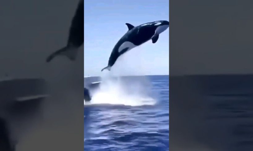 Amazing Animal Fights #shortsvideo #satisfying #oddlysatisfying #shorts