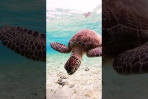 Amazing Sea Turtle 🐢🐢🐢 Video #shorts #youtubeshorts #turtle #rhlsonababu