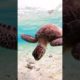 Amazing Sea Turtle 🐢🐢🐢 Video #shorts #youtubeshorts #turtle #rhlsonababu