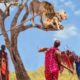 Amazing Wild Animals Attacks Wild Animal Fights Caught On Camera Wild Animals Ultimate Fights