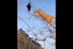 Amazing animal cat! animal fighting 2023 #shorts 2