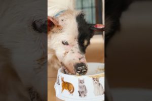 Amazing transformation of injured dog