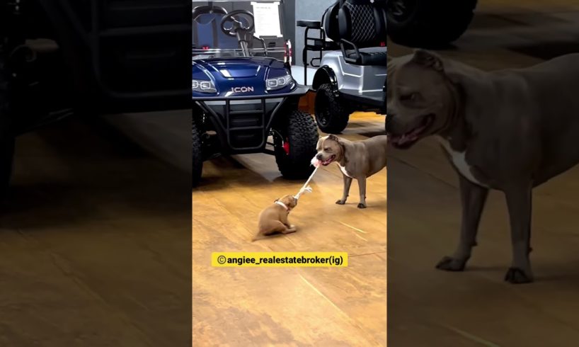 American bully and cute puppy playing tug of war 🐶🐶❤️ #pets #animals #dog