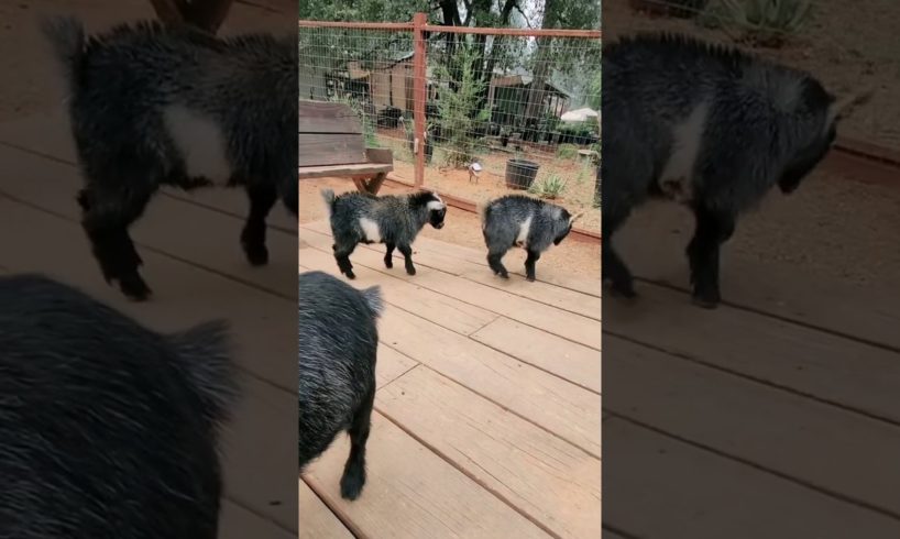 Animal Babies are playing together 🤣. #shorts #ytshorts #animals #pets