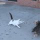 Animal Fights Funny #animals #animalfunny #trending