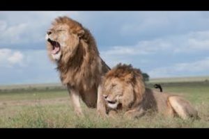 Animals | Animal lion fight | Animals video | animal planet 4k ultra HD | copyright free video |