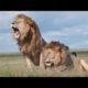 Animals | Animal lion fight | Animals video | animal planet 4k ultra HD | copyright free video |