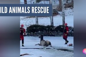 Animals Rescues | Humanity at its Best, Showing What Humans can Do #animalrescue  #wildanimals