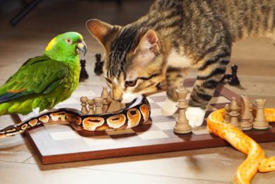 Animals Trying To Play Chess