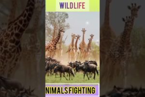 Animals fighting P-4#shorts #lion #tiger #snake #eagle #wildlife