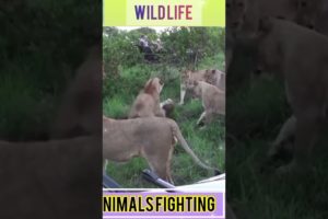 Animals fighting P-5#shorts #lion #tiger #snake #eagle #wildlife