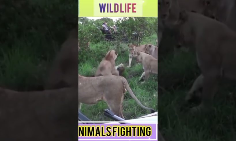 Animals fighting P-5#shorts #lion #tiger #snake #eagle #wildlife