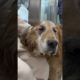 Aunt Liu Li affectionately strokes the golden retriever grandmother#animalrescue #shorts