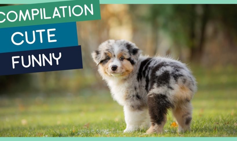 Australian Shepherd Compilation: Cute Puppies, Funny Dogs & Tricks