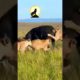 BUFFALO FIGHT LIONS TO SURVIVAL #shorts #animals #lion