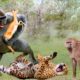 Baboon rescues Impala from ferocious leopard