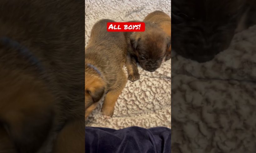 Baby Boys! Puppies rescued from ￼snowstorm!  #shorts #puppies #rescued #loki