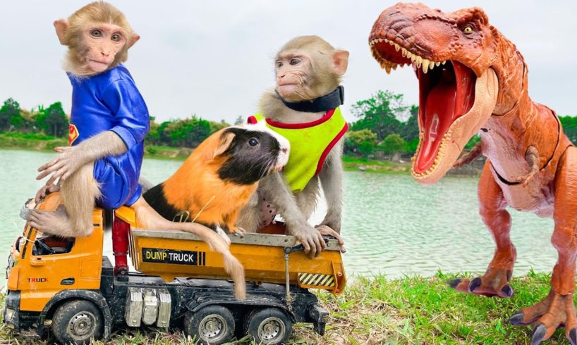 Baby Monkey BiBon playing with Frogs Vending Machine and go to the toilet