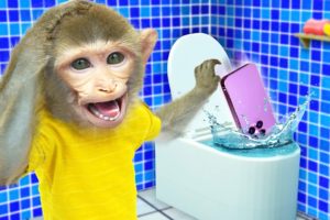Baby Monkey KiKi use Smartphone in the toilet and play with ducklings at the pool | KUDO ANIMAL KIKI