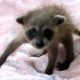 Baby raccoon was found alone at construction site. This woman decided to raise her.