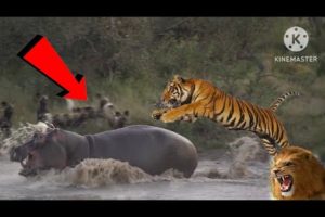 Battle_between_Wild_Dogs,_Hyenas,_Hippos_&_2_Impalas(1080p)