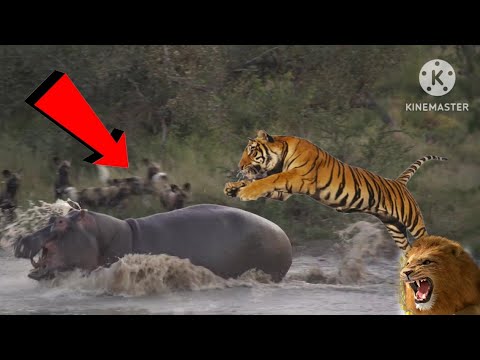 Battle_between_Wild_Dogs,_Hyenas,_Hippos_&_2_Impalas(1080p)