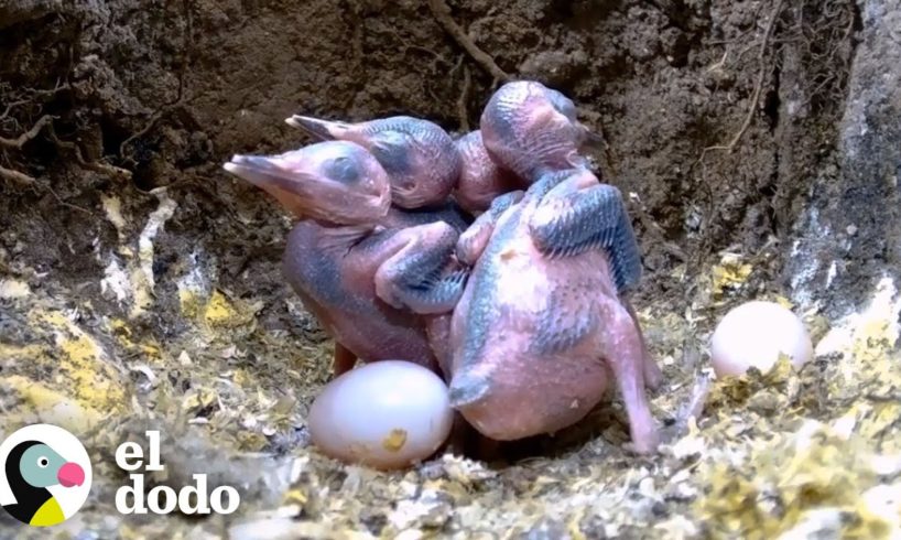 Bebés salen del cascaron y se vuelven los pajaritos más hermosos | Corazones Salvajes | El Dodo