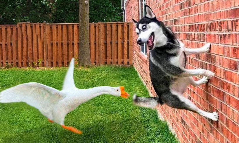 Best Funniest Animals Videos 2023 🐧 - Try Not To Laugh Dogs And Cats 😁