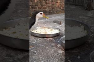 Best Tips For Shorts. #animals #birds #shorts