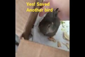 Bird,Dove,animals,Rescue,Nature,Las Vegas,usa, #bird #birdshort #birds #animals #birdrescue #nature