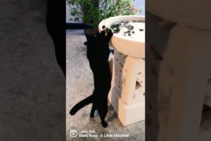 Black Kitten play #shortsvideo #animals #funny #bali #cat #kucing #funnyvideo #kitten