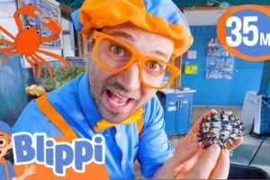 Blippi Visits an Aquarium! (Marine Life Centre) | BEST OF BLIPPI TOYS | Sea Animal Videos for Kids