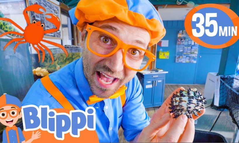 Blippi Visits an Aquarium! (Marine Life Centre) | BEST OF BLIPPI TOYS | Sea Animal Videos for Kids