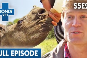 Bondi Vet Visits Kenya 🦒 | Bondi Vet Season 5 Ep 20 | Bondi Vet Full Episodes | Bondi Vet