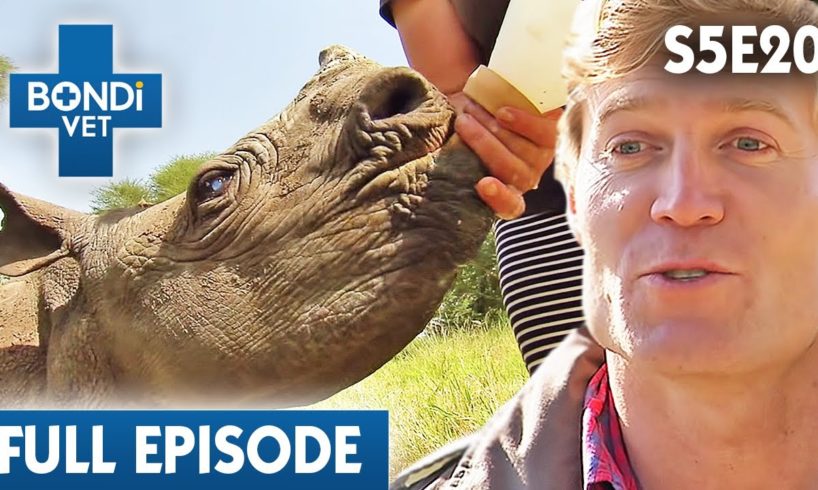 Bondi Vet Visits Kenya 🦒 | Bondi Vet Season 5 Ep 20 | Bondi Vet Full Episodes | Bondi Vet