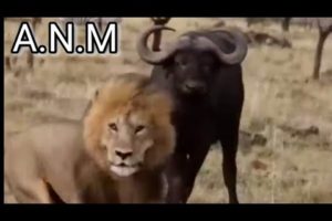 Buffalo fight back lion part 1 | Animal attack#Shorts#Animals #youtubeshorts #viral