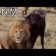 Buffalo fight back lion part 1 | Animal attack#Shorts#Animals #youtubeshorts #viral