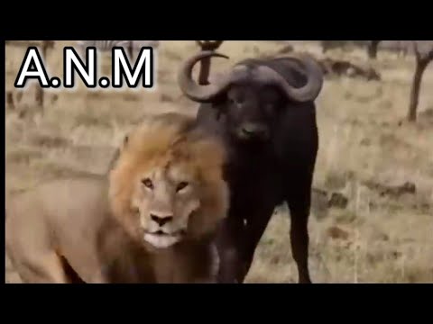 Buffalo fight back lion part 1 | Animal attack#Shorts#Animals #youtubeshorts #viral