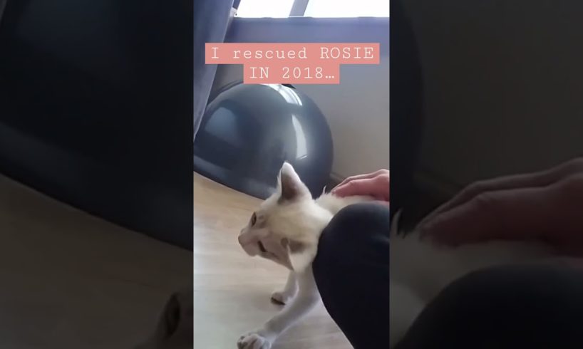 ✨CAT TRANSFORMATION✨ (Rescued Turkish Kitty) 🥺 #youtubeshorts #shorts #cats #pets #ciralshort