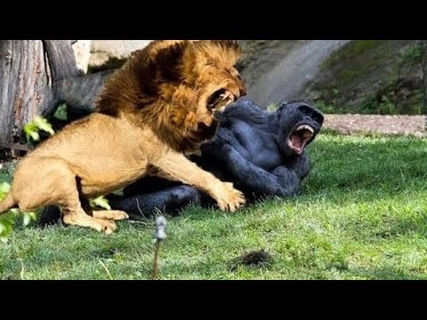 CRAZIEST Animal Fights