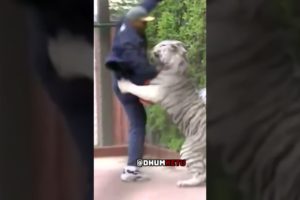 CRAZY Video Of MIKE TYSON Playing With His Pet TIGER #shorts #animals