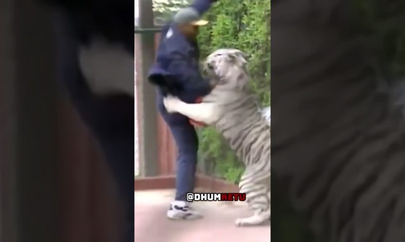 CRAZY Video Of MIKE TYSON Playing With His Pet TIGER #shorts #animals