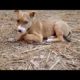 CUTE PUPPIES FUNNY PUPPIES | CUTEST DOGS IN THE WORLD