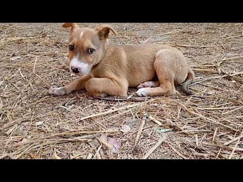 CUTE PUPPIES FUNNY PUPPIES | CUTEST DOGS IN THE WORLD