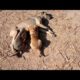 CUTEST DOGS IN THE WORLD | CUTE PUPPIES CUTE DOG