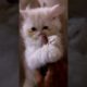 Cat Video #cat #animal #kitten #viral #shorts