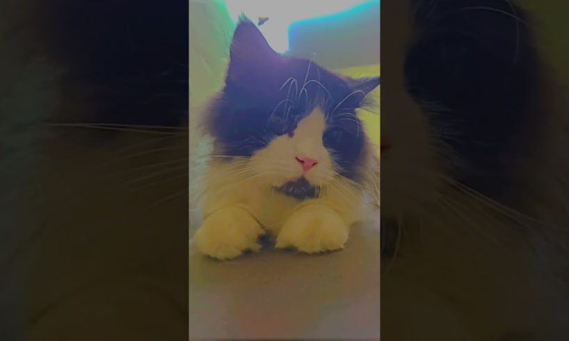 Cat Video #cat #kitten  #animal #viral #shorts