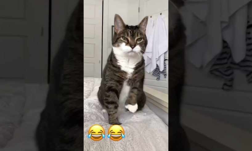Cat funny videos/animals funny videos #youtubeshorts #funny #cat#jokes #dog  #npukonbl #KOUKM