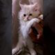 Cat video #cat #animal #kitten #viral#shorts
